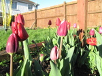 SX21961 Tulips in back garden.jpg